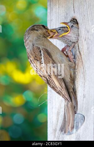 Gros plan d'un moineau perché sur son nid en bois et nourrissant ses poussins, sur fond de bokeh vert Banque D'Images