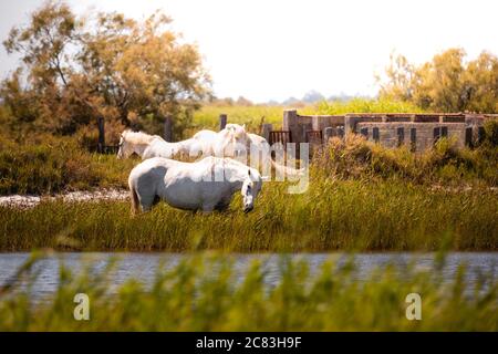 Gros plan de trois chevaux camarguais blancs qui paissent dans un marais près d'un canal, avec un arbre éloigné en arrière-plan Banque D'Images