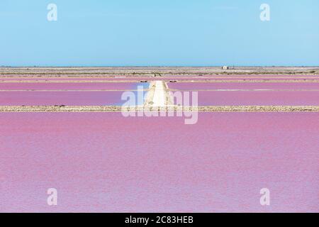 Vue symétrique d'une salpe rose colorée à Giraud, dans le sud de la France, sur un ciel bleu d'été Banque D'Images