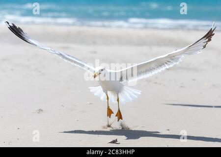 Gros plan d'un mouette qui s'envolée d'une plage de sable avec des vagues qui se brisent en arrière-plan Banque D'Images