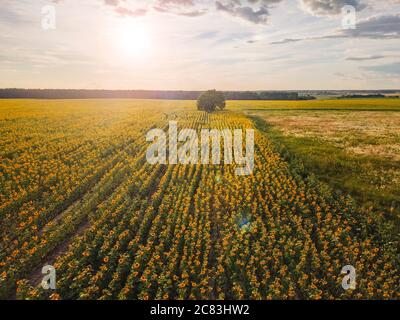 Coucher de soleil sur le champ de tournesol. Prise de vue aérienne avec évasement d'objectif Banque D'Images