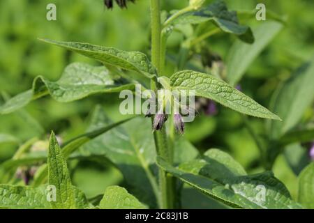 Symphytum officinale, Comfrey commun. Plante sauvage en été. Banque D'Images