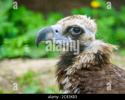 gros plan d'un vautour cinéreux, Aegypius monachus, qui est un grand oiseau raptorial Banque D'Images