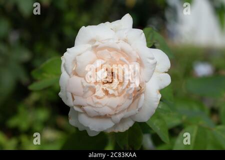 Unique beau blanc ou crème rose ou rosa chinensis avec de nombreux pétales poussant dans le jardin sur un fond flou de la nature et des feuilles vertes. Banque D'Images