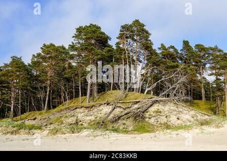 côte de mer baltique au printemps, forêt de pins avec arbres brisés par les tempêtes Banque D'Images