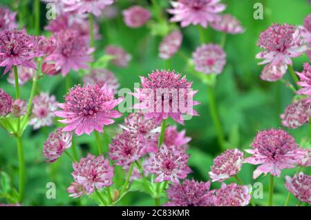 Rose bonbon Astrantia 'Roma' (Pincoat de Hattie ou Masterwort) fleurs cultivées dans une frontière à RHS Garden Harlow Carr, Harrogate, Yorkshire. Angleterre, Royaume-Uni Banque D'Images