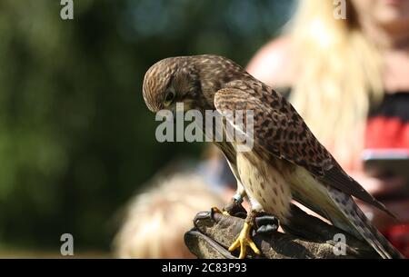 Kestrel commun femelle perchée sur le gant de baskets. Falco tinnunculus falcon sur le cuir fauconnet fauconnerie. Banque D'Images