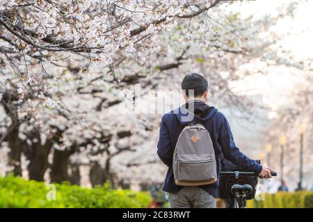 Photo floue de Hanami dans le jardin de sakura. Le festival populaire sakura matsuri pendant la saison de printemps. Les gens au japon vont généralement au parc et profiter de t Banque D'Images