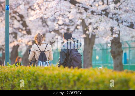 Photo floue de Hanami dans le jardin de sakura. Le festival populaire sakura matsuri pendant la saison de printemps. Les gens au japon vont généralement au parc et profiter de t Banque D'Images