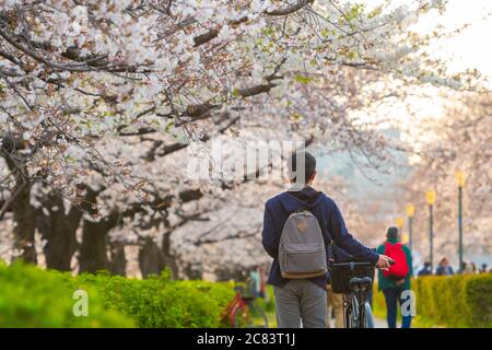 Photo floue de Hanami dans le jardin de sakura. Le festival populaire sakura matsuri pendant la saison de printemps. Les gens au japon vont généralement au parc et profiter de t Banque D'Images