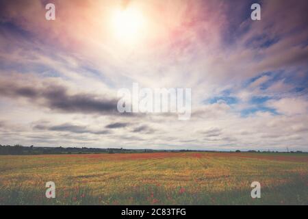 Paysage agricole avec un ciel nuageux spectaculaire. Champ de blé avec coquelicots fleuris Banque D'Images