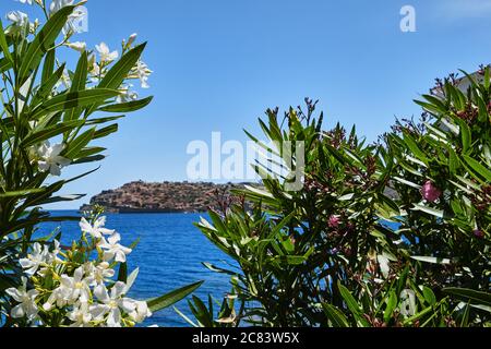 Vue sur l'île de Spinalonga et la forteresse vénitienne, eaux marines calmes et bleues à travers des buissons en pleine fleur le jour d'été clair et ensoleillé, Crète, Grèce. Sélection Banque D'Images