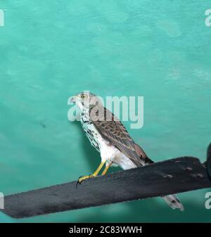 Un Eagle chandable Hawk sur la feuille de fan à la maison, à Kerala, en Inde. Banque D'Images