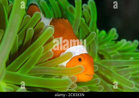 Magnifique gros plan d'un poisson clownfish entouré de vert vif anémone Banque D'Images