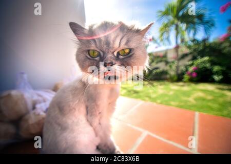 Vue rapprochée de drôle sourire gris mignon chaton avec les yeux verts léchant le nez. Banque D'Images