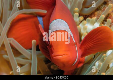 Vue de face d'un poisson clown vivant entouré par anémone brune Banque D'Images
