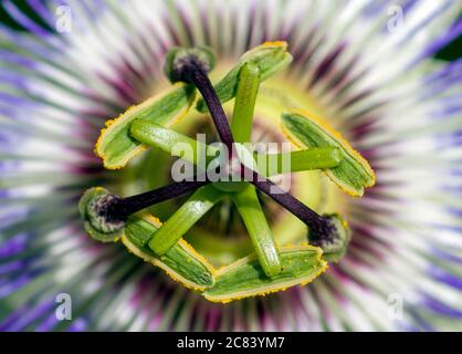 Passiflora caerulea passiflore bleue Banque D'Images