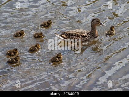 Un canard colvert avec des canetons, Chipping, Preston, Lancashire. ROYAUME-UNI Banque D'Images