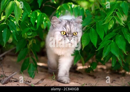 Beau chaton gris perse chinchilla avec les yeux verts marchant dehors. Banque D'Images