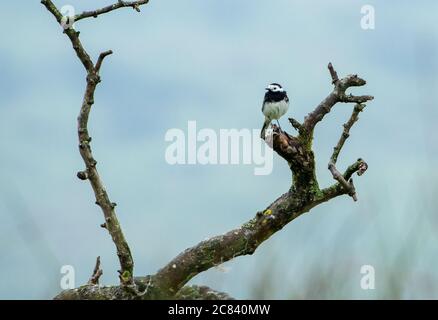 Un pied Wagtail sur une succursale, Chipping, Preston, Lancashire, Royaume-Uni Banque D'Images