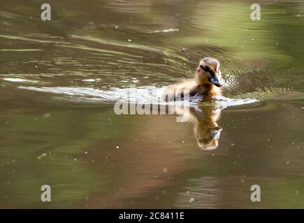 Un caneton pallard sur le bassin du moulin du village, Chipping, Preston, Lancashire, Angleterre, Royaume-Uni. Banque D'Images