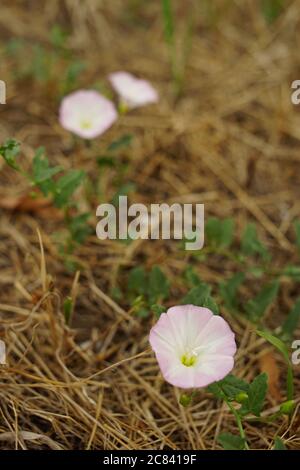 De petites fleurs roses blanches poussent dans le jardin d'été Banque D'Images