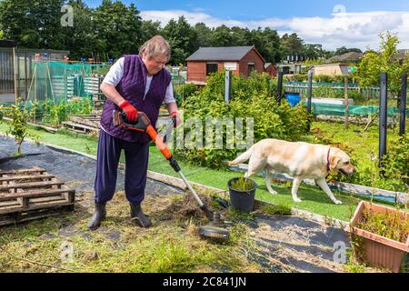 Amanda Milne, travaillant sur la parcelle de terrain, Eglinton Growers, Kilwinning, Ayrshire, Écosse, Royaume-Uni Banque D'Images