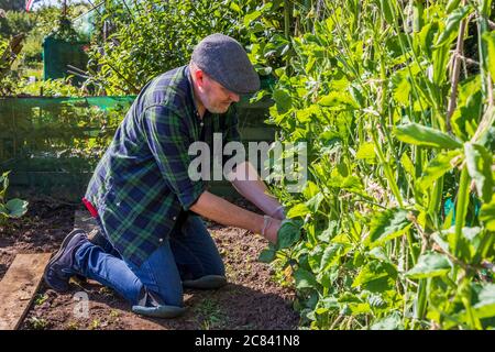 Jardinier s'occupant de ses plantes de haricots de course liées à un treillis, Allotages, Kilwinning, Ayrshire, Écosse, Royaume-Uni Banque D'Images