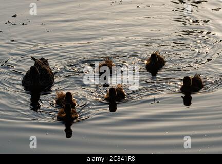 Un canard malard femelle et des canetons sur l'étang du moulin du village, Chipping, Preston, Lancashire, Angleterre, Royaume-Uni. Banque D'Images