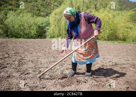 Trebujeni / Moldova - 15 mai 2020 : Portrait d'une femme moldave adulte avec un foulard traditionnel tenant une houe tout en plantant des haricots dans un jardin potager Banque D'Images
