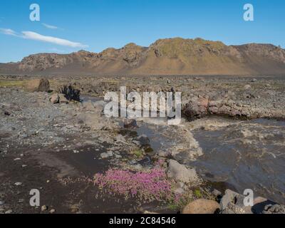 Paysage islandais avec canyon d'Innri Innri-Emstrura, fleurs roses, montagnes et collines verdoyantes. Réserve naturelle de Fjallabak, Islande. Ciel bleu d'été Banque D'Images