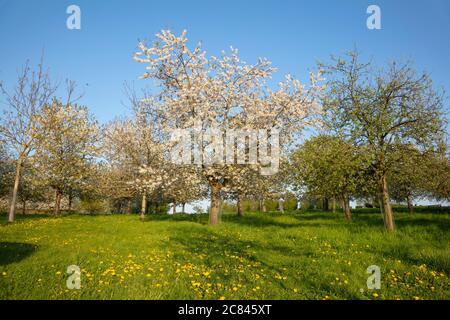 Cerisiers en fleurs, Lanstrop, Dortmund, région de la Ruhr, Rhénanie-du-Nord-Westphalie, Allemagne, Europe Banque D'Images