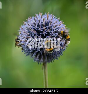 Gros plan d'un bourdon sur une fleur violette Banque D'Images