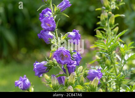 Le milieu Campanula est une plante herbacée bisannuelle. Fleurs d'été Banque D'Images