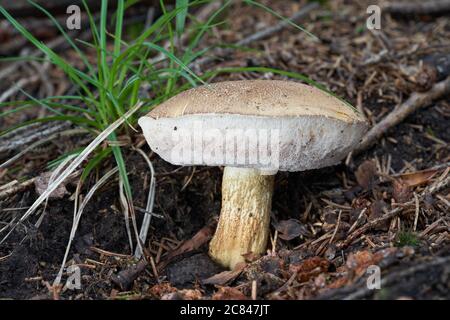 Champignon incomestible Tylopilus felleus dans la forêt d'épinette. Connu sous le nom de Bolete amer. Champignon sauvage dans les aiguilles. Banque D'Images