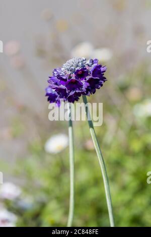 Primula capitata. Primrose himalayen à tête ronde. Banque D'Images