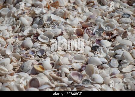 Gros plan de nombreuses coquillages de différentes formes Banque D'Images