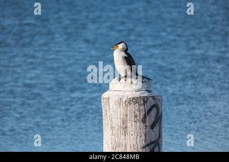 Petit Cormorant pied reposant sur un bollard Banque D'Images