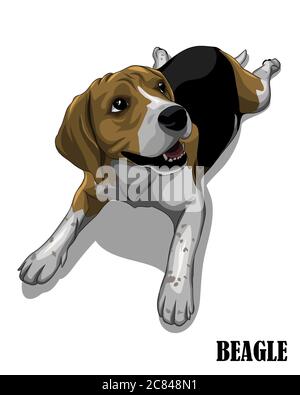 Illustration vectorielle du chien beagle en regardant au-dessus. Comme il a faim et d'attente pour la nourriture. Illustration de Vecteur