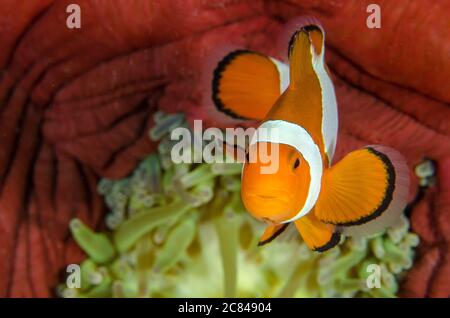Belle photo d'un poisson-clownfish nageant entouré de corail rouge et anémone verte Banque D'Images