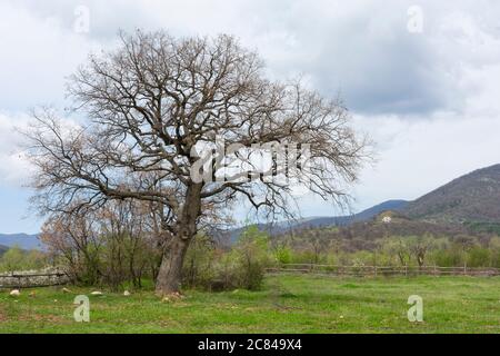 Un arbre isolé sans feuilles sur un champ vert. Banque D'Images