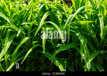 Regardez de près une plante avec une herbe verte Banque D'Images
