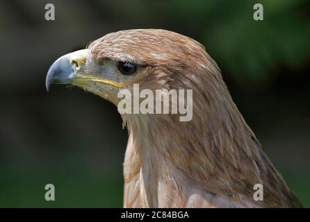 Aigle africain (aquila rapax) Banque D'Images