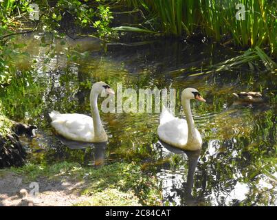 Deux cygnes nute [Cygnus Olor ]glissant paisiblement à travers les roseaux sur un petit loch écossais. Banque D'Images