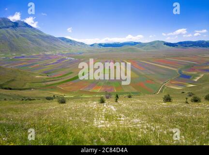 Castelluccio di Norcia, 2020 (Ombrie, Italie) - le célèbre paysage fleuri avec de nombreuses couleurs, dans les montagnes de Sibillini, au centre de l'Italie. Banque D'Images