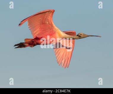 Le spoonbill roséé volant dans le ciel bleu avec des ailes étalées, Texas Banque D'Images