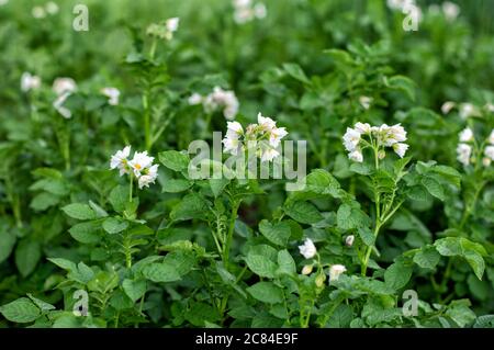 Jeunes pommes de terre à fleurs à la ferme, jeunes pommes de terre, floraison, mûrissement des pommes de terre. Concept d'agriculture biologique. Gros plan. Banque D'Images
