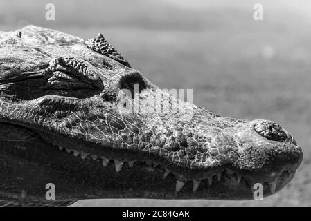 Photo noir et blanc en gros plan sur le visage de l’alligator Banque D'Images