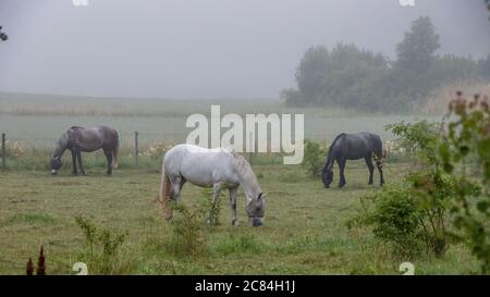 Trois chevaux dans un pâturage un matin brumeux à Uppland, Suède. Banque D'Images