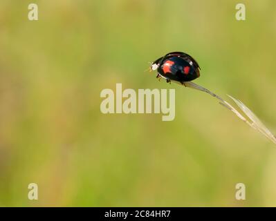 PIN Ladybird (Exochomus quadripustulatus), Warwickshire Banque D'Images